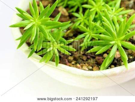 Succulent Plant Stonecrop, Fresh Leaves Detail Of Sedum Angelina