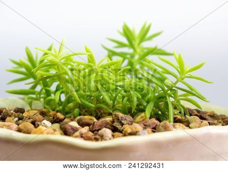 Succulent Plant Stonecrop, Fresh Leaves Detail Of Sedum Angelina