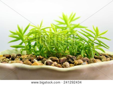 Succulent Plant Stonecrop, Fresh Leaves Detail Of Sedum Angelina