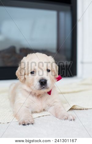 Close Up Portrait Of Cute Golden Retriever Puppy With Red Ribbon Lying On The Blanket