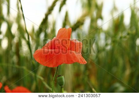 Red Poppy Flowers On The Field Of Wheat Summertime