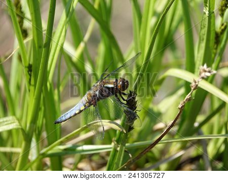 Male Broad Bodied Chaser (libellula Depressa) Amongst Springtime Vegetation
