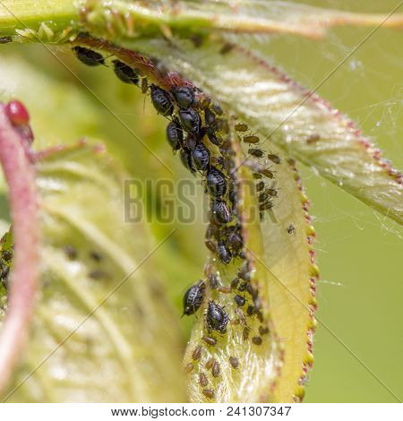 Small Aphid On A Green Leaf In The Open Air