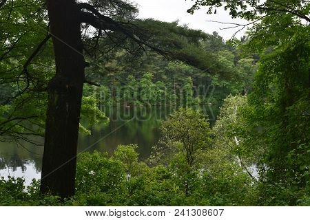 Lush Green Vegetation Surrounding The Kettle Hole Pond