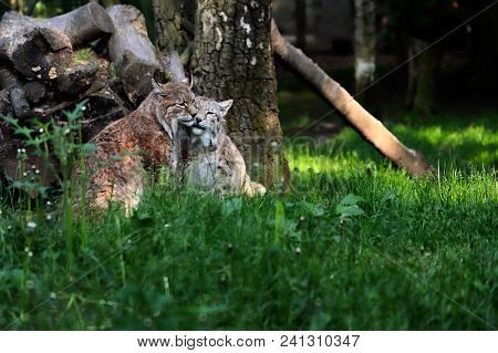 Portrait Of Paar Eurasian Lynxes In The Forest. Photography Of Wildlife.