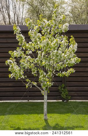 Dwarf Cherry Growing In The Backyard, On A Green Lawn.
