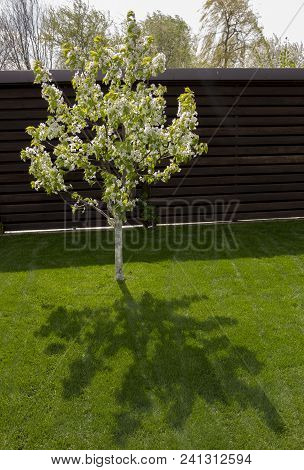 Dwarf Cherry Growing In The Backyard, On A Green Lawn.