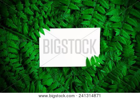Green Polypody Fern. Midsummer Day Background With Free White Space
