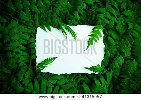 Green Polypody Fern. Midsummer Day Background With Free White Space