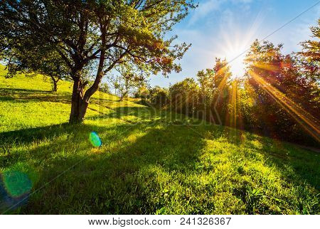 Sunset In The Apple Orchard On Hillside. Lovely Rural Scenery In Summer. Beautiful Agricultural Back