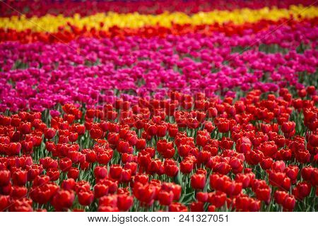 Red tulips and pink tulips in scenic tulip field with yellow tulips and rainbow colored tulips in rows full frame beauty in nature tulip farm photography background part of a series