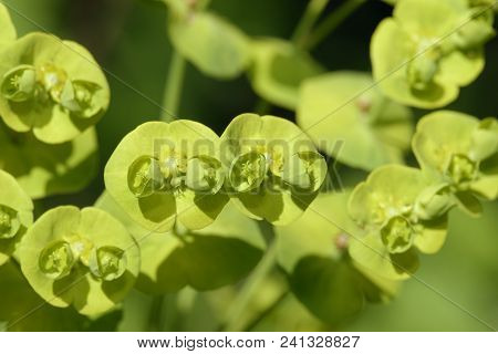 Wood Spurge - Euphorbia Amygdaloides
Closeup Of Flowers