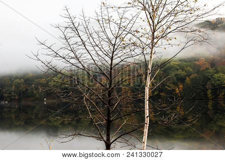 Trees near lake with autumn colored treee in background