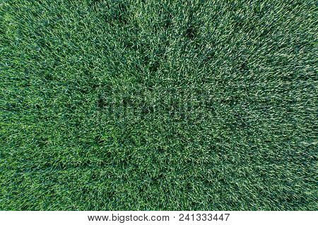 Young Green Grain Top View. Green Wheat.
