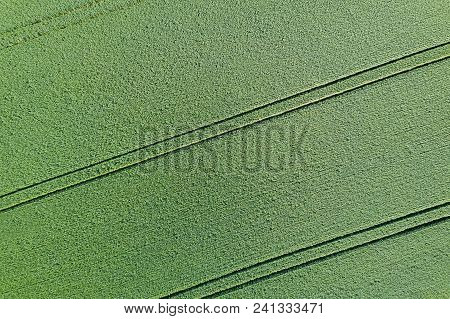Young Green Grain Top View. Green Wheat.