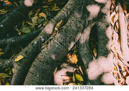 Roots. Entangled Roots Of The Old Ficus.