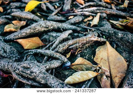 Roots. Entangled Roots Of The Old Ficus.