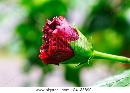 The Bud Of Red Hibiscus On The Bush Of Yard Garden In Indonesia Rural. Side View Of Hibiscus Bud Aft