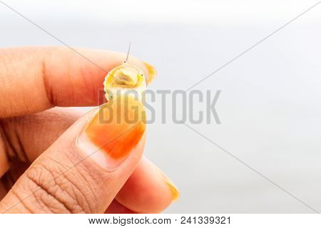 A Girl Finger Hold Sea Mollusk With Shells. Orrange Nail Polish Fingger Hold Sea Mollusk On Beach