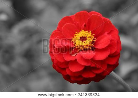 A Red Blood Zinia Flower Or Youth And Old Flower Zinnia Pureviana In Monochrome Black And White Back