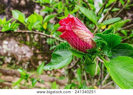 The Red Hibiscus Bud Start To Bloming In Yard Garden In Culture House Panglipuran Village, Bali.