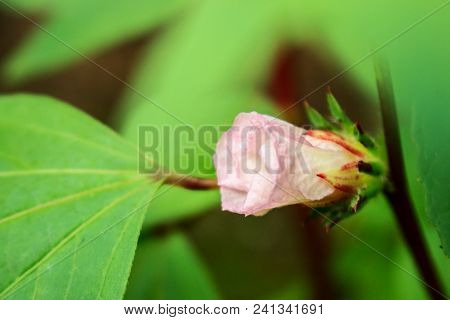 Soon Be Full Bloom Of Rosella Flower Surrounding By The Green Leaves