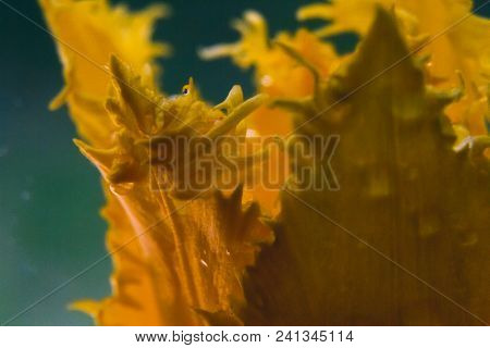 Insanely Beautiful Yellow Tulips In Macro Photography With A Sparkling Drop Of Water. Beautiful Back