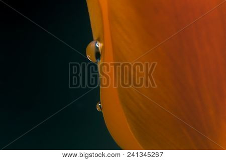 Insanely Beautiful Yellow Tulips In Macro Photography With A Sparkling Drop Of Water. Beautiful Back