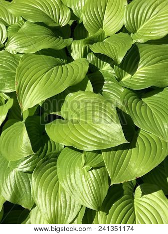 Proiphys amboinensis Cardwell lily, northern Christmas lily.