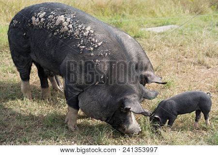 Berkshire Pigs And Piglet Feeding On Organic Farm