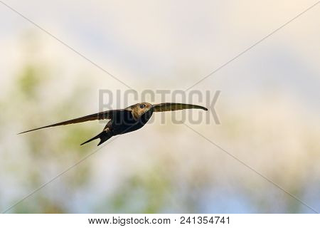 Fastest Bird In The World, Wild Bird, Apus