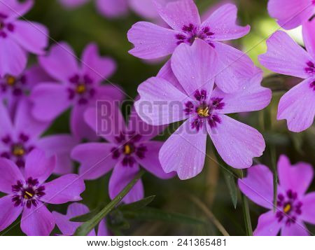 Close-up Of Pink Flowers In The Garden In Spring