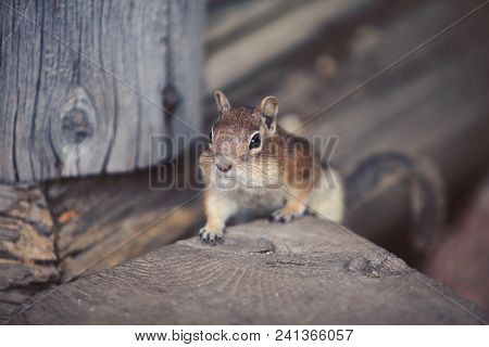 Cute Chipmunk Looking Forward. Wild Animal Closeup.