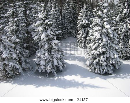 Pines