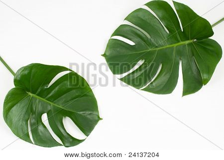 Foglie tropicali