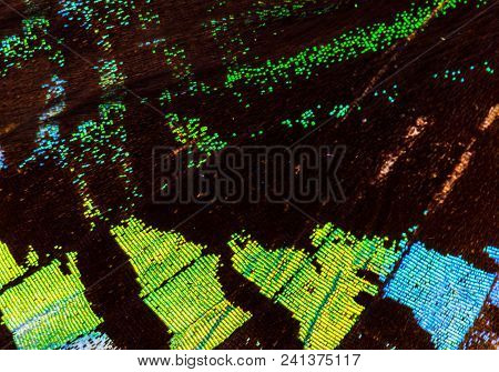 Wing macro of Green-banded urania (Urania leilus)