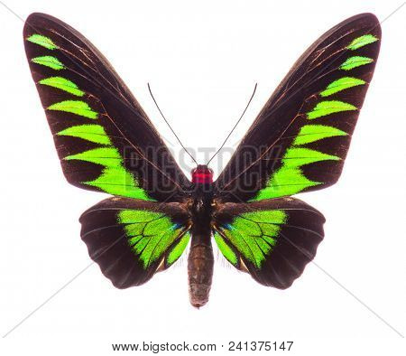 Male Rajah Brooke's birdwing (Trogonoptera brookiana) isolated on white background
