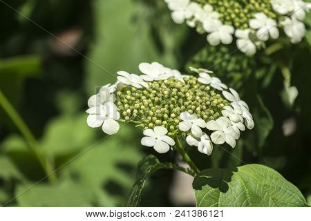 Flowers And Buds Of Blooming Guelder-rose. Corymbose Inflorescence Of The Viburnum (viburnum Opulus)