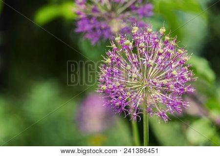 Purple Spherical Inflorescence Of Decorative Onions On A Blurred Background Of Green Leaves (allium)