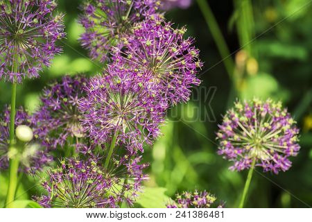 Purple Spherical Inflorescences Of Decorative Onions On A Blurred Background Of Green Leaves (allium