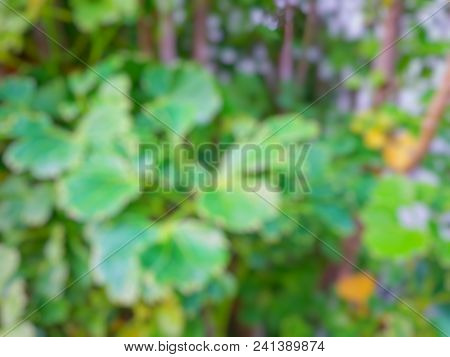 Abstract Leaves Background, Blurred Green Leaves As A Background (polyscias Guilfoylei, Quercifolia 