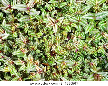 Top View Green Leaves As A Background, (tradescantia Zebrina  Loudon, Zebrina Pendula  Schnizl.), Ec