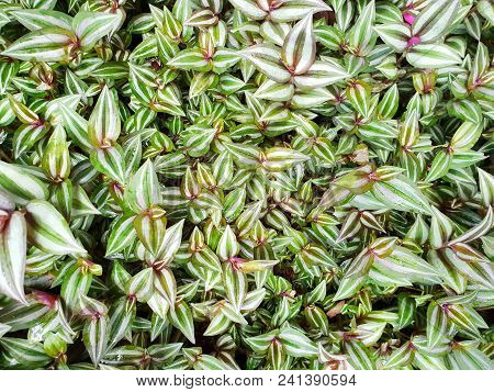 Top View Green Leaves As A Background, (tradescantia Zebrina  Loudon, Zebrina Pendula  Schnizl.), Ec