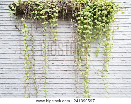 Dave Trees, Green Leaves Hanging On The Wall. Nature Wallpaper Concept. Empty. Too Soft. Space For Y