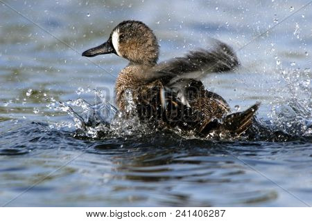 A male Blue-winged Teal, Anas discors splashing water in a lake  in Florida