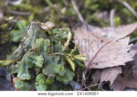Marchantia Polymorpha Liverwort, Close Up Shot Focus