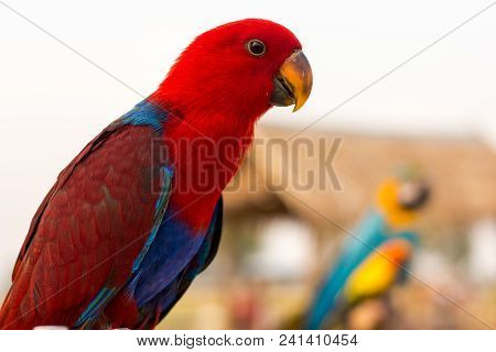 Macaw Bird Perched For Waiting To Practice Fly.