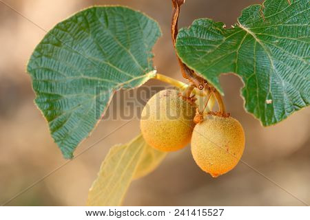 Kiwifruit /chinese Gooseberry (actinidia Sp.) On The Vine Tree. Kiwifruit Is Native To China And Wid