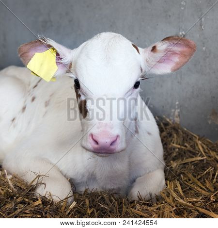 Almost Completely White Young Newborn Calf On Straw In Barn On Dutch Farm In The Netherlands
