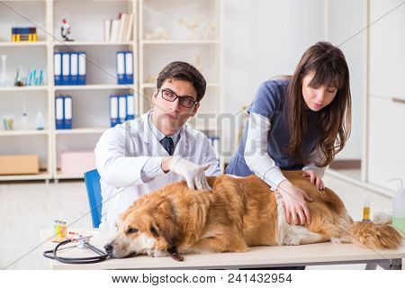 Doctor and assistant checking up golden retriever dog in vet cli